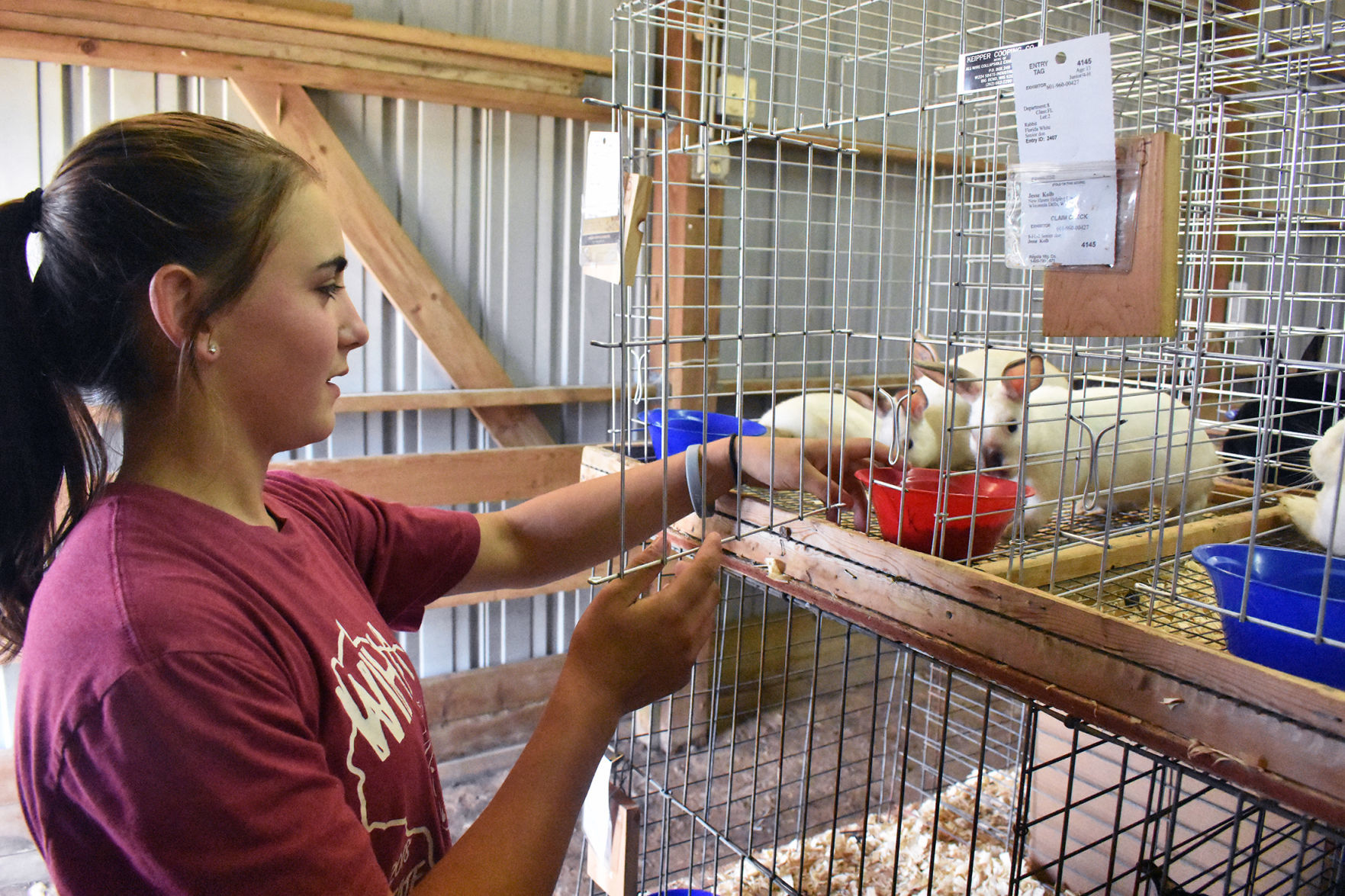 FAIR RABBITS READY FOR SHOW
